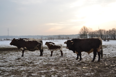 Pinzgauer Familie