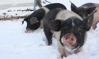 Schweine im Schnee