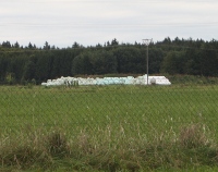 Gras-Silage als Futter fr Pinzgauer